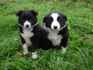 chiots de Lune